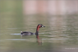 <p>POTÁPKA MALÁ (Tachybaptus ruficollis) Varnsdorf --- /Little grebe – Zwergtaucher/</p>